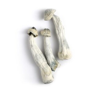 Albino A+ Dried Mushroom For Sale