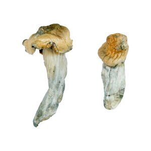 Magic Mushrooms for sale Miami