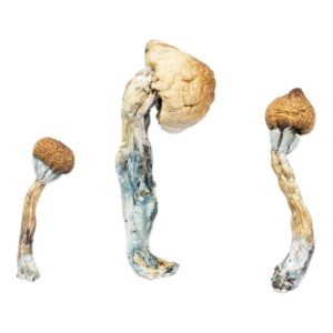 Buy Golden Teachers magic mushrooms Miami