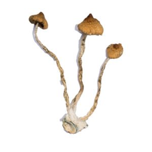 Buy liberty cap mushrooms online