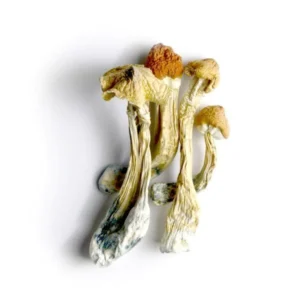 Buy Cambodian Magic Mushrooms online