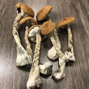 Buy Psilocybin Magic Mushrooms