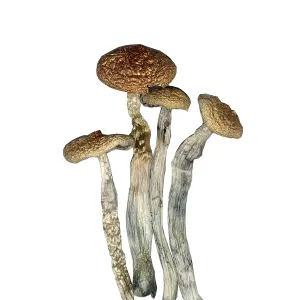 Where To Buy Psilocybin Magic Mushrooms Online In Denver 