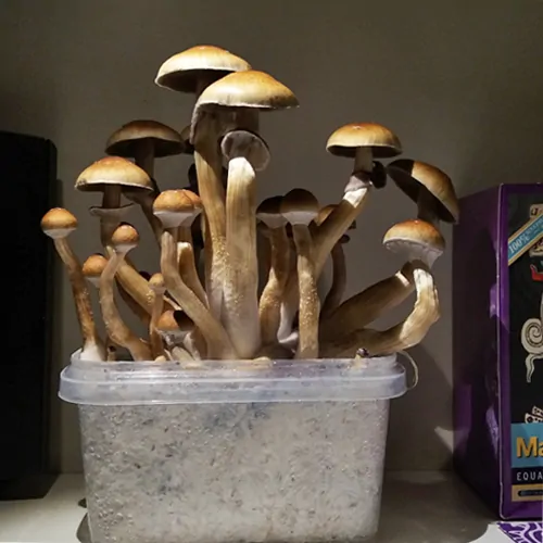 Magic Mushroom Grow Kit USA