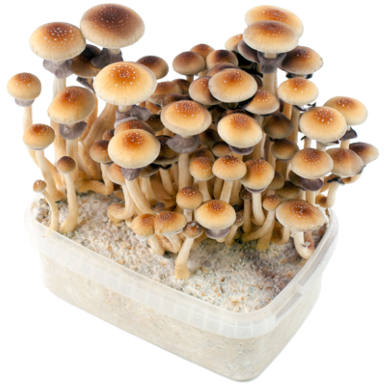 Magic Mushroom Grow Kit USA