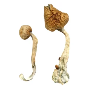 African Transkei Magic Mushrooms
