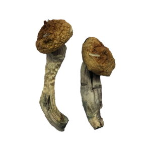 Buy Amazonian Magic Mushrooms Online