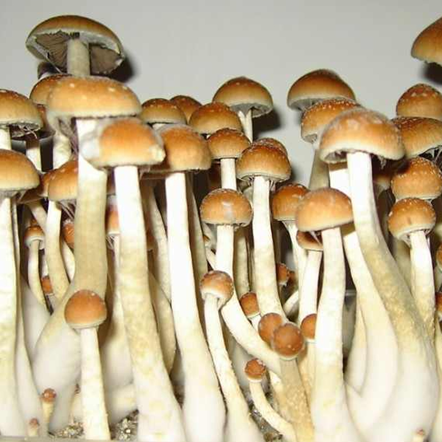 Buy Legal Psychedelic Online USA