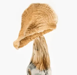 African Transkei Mushrooms