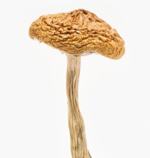 British Columbia Cyanescens Mushrooms
