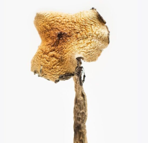 Texas Yellow Caps Mushrooms