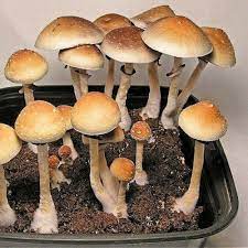 Buy Legal Psychedelic Online USA