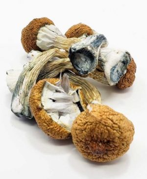 Magic Mushrooms for Sale Online USA 