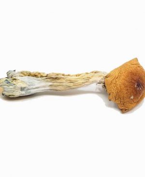 Magic Mushrooms for Sale Online USA 