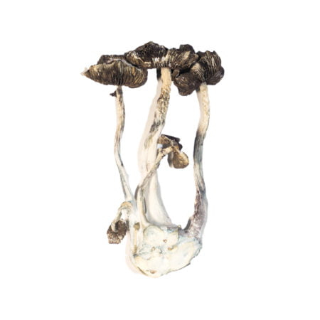 BUY SHROOMS ONLINE IN USA SAFE & DISCREETLY
