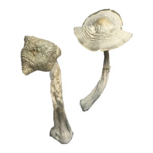 BUY SHROOMS ONLINE IN USA SAFE & DISCREETLY
