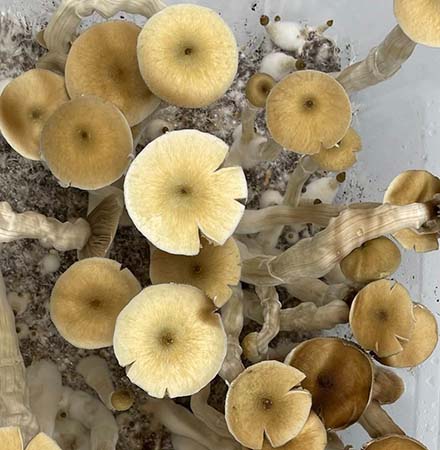 BUY PSYCHEDELIC MAGIC SHROOMS ONLINE 
