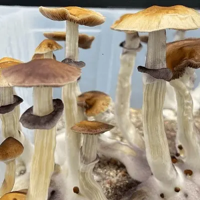 BUY PSYCHEDELIC MAGIC SHROOMS ONLINE 