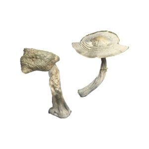 Buy Louisiana Magic Mushrooms Online