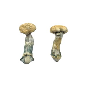 Buy Treasure Coast Mushroom Online