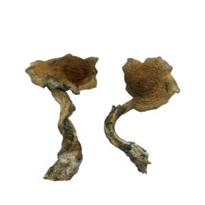 Buy Alacabenzi Mushrooms Online