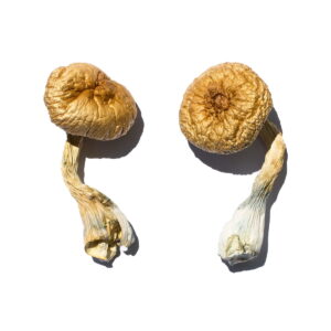Buy Cambodian Gold Mushroom Online