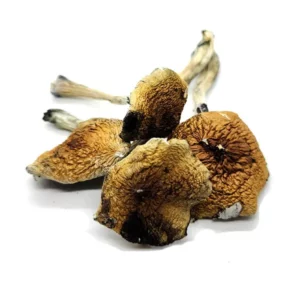 Buy Costa Rican Mushrooms Online