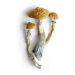 Buy Lyophilized Goldmember Magic Mushrooms