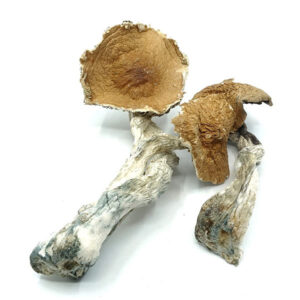 Buy Hawaiian Mushrooms Online